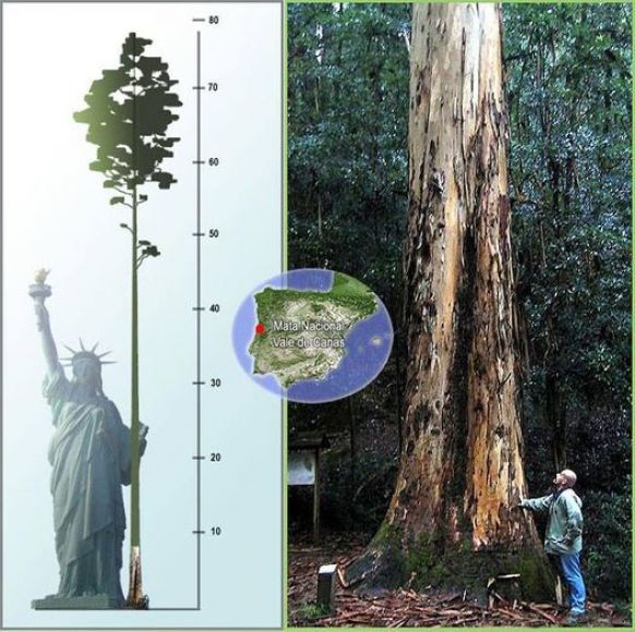 Temos a &aacute;rvore mais alta de Europa bem pertinho de n&oacute;s... sabia?