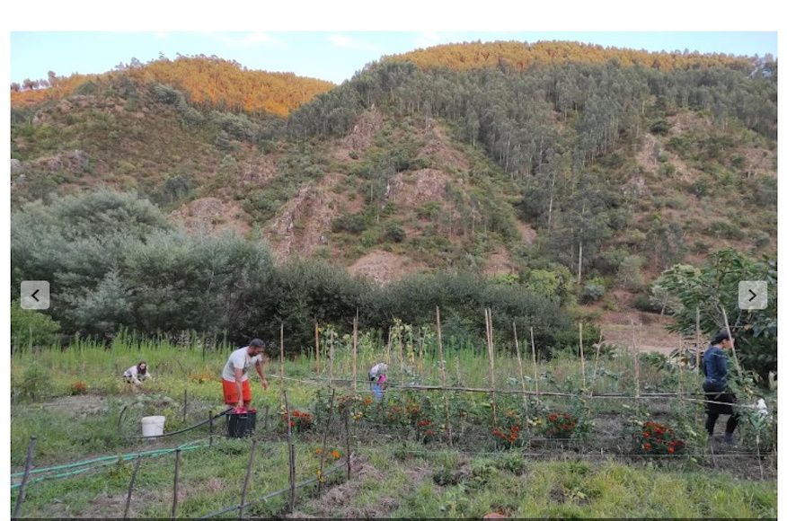 Sabia que h&aacute; mais hortas urbanas a crescer em Coimbra? A Nossa e Vossa situada no Casal da Misarela &eacute; uma delas... 