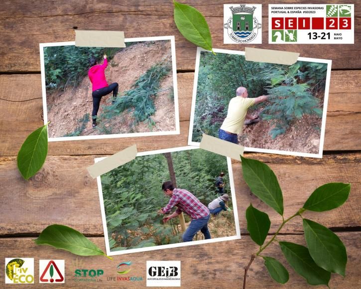 A&ccedil;&atilde;o de sensibiliza&ccedil;&atilde;o, presencial de controlo de Ac&aacute;cias